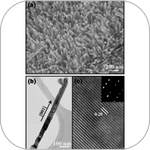 Direct-growth Fabrication for Paper-based Electronics
