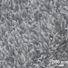 Aligned Zinc Oxide Nanorods