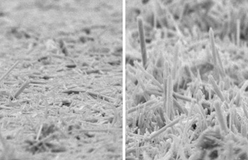 The non-aligned manganese dioxide nanorods on the left were made using conventional methods. The aligned nanorods on the right were grown in Dennis Desheng Meng's lab using electrophoretic deposition. Credit: Sunand Santhanagopalan