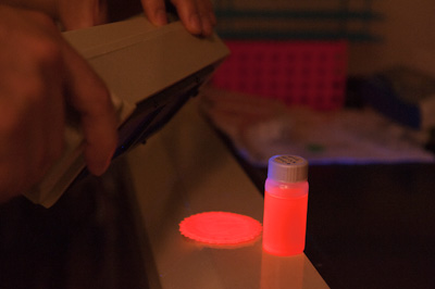 Researchers use a black light to show the photo-luminescence of their silicon nanoparticles.