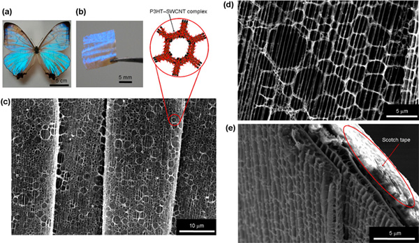 Structural characterization of the CNT–butterfly wing composite. (a) Image of the M. sulkowskyi butterfly. (b) Image of the CNT–butterfly wing composite. (c) and (d) SEM images of the CNT–butterfly wing composite and its close-up view. Inset: a schematic illustration of the honeycomb-shaped microstructure based on P3HT–SWCNT complexes. (e) SEM images of the cross-sectional CNT–butterfly wing composite. Scotch tape was used for reinforcement of the composite during the observation of the structures by SEM.