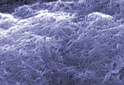 Scanning electron microscope image of 'cleaned' carbon nanotubes at NIST. Credit: NIST