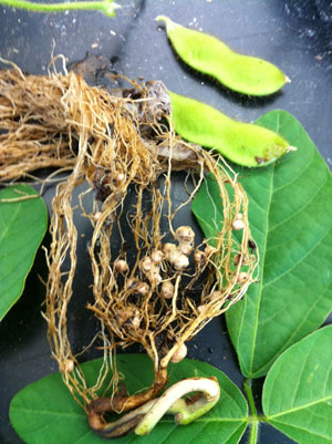 Soybean stem, leaves, bean pods, and roots. The roots contain nodules where bacteria accumulate and convert atmospheric nitrogen into ammonium, which fertilizes the plant. Credit: Patricia Holden