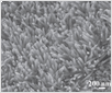 ZnO nanorods on paper substrate. Image reproduced with permission from Manekkathodi, et. al. 2010. Direct Growth of Aligned Zinc Oxide Nanorods on Paper Substrates for Low-Cost Flexible Electronics. Advanced Materials 22(36): 4059-4063. http://dx.doi.org/10.1002/adma.201001289.