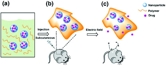 General scheme for the application of this system. (a) The nanoparticle–polymer solution is (b) subcutaneously injected into a mouse, followed by (c) application of a DC electric field to induce release of the drug cargo inside the nanoparticles.
