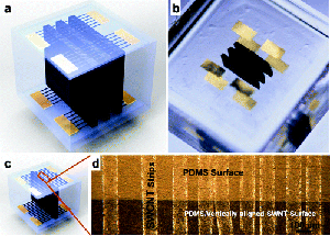 Combined lateral SWCNT microlines and vertically aligned SWCNT arrays inside PDMS substrates. (a) Schematic of combined three-dimensional lateral SWCNT microlines and vertical SWCNTpolymer hybrid structures. (b) Optical image showing horizontal and vertical SWCNT networks along with gold contact pads inside a centimeter thick PDMS matrix. Note that vertically aligned SWCNT line structures (3 mm height, 7 mm length, and 700 ¼m width) are shown in black inside a transparent PDMS substrate and physically contacted by arrays of SWCNT microlines (9 ¼m in width and 6 ¼m in space, transparent in the optical image) with a 90 angle on the top and bottom of a PDMS substrate. (c) Schematic of combined three-dimensional SWCNTpolymer hybrid structures for electrical measurement with only one column of vertically aligned SWCNTs and 100 ¼m wide SWCNT microlines. (d) Optical microscopy image of centimeters long and 100 ¼m wide SWCNT microlines interconnected to the vertically aligned SWCNT structure inside the PDMS matrix. Pure PDMS regions are shown in a bright contrast, while the PDMS-vertically aligned SWCNT composite structures are shown in a dark contrast.
