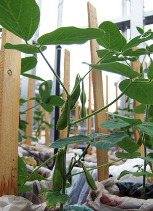 Soybean plants growing in a UCSB greenhouse Credit: Laurie C. Van De Werfhorst, UCSB