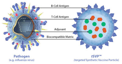 targeted Synthetic Vaccine Particle (tSVP™) products are fully-integrated synthetic nanoparticle vaccines engineered to mimic the properties of natural pathogens to elicit a maximal immune  response. As shown in the image comparing tSVP™ to an influenza virus, the nanoparticle contains the key components the immune system uses to recognize and mount a strong response to a pathogen. These components include a B-Cell antigen, a danger signal (adjuvant), and a T-Cell Antigen. The tSVP™ products are designed to deliver antigen and adjuvant combinations within the same biodegradable nanoparticle and ensure a focused and durable response while keeping off-target effects at a low level.