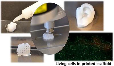 Nanocellulose-based bioink is a suitable hydrogel for 3D bioprinting with living cells. Image reprinted with permission from: 3D Bioprinting Human Chondrocytes with Nanocellulose–Alginate Bioink for Cartilage Tissue Engineering Applications Kajsa Markstedt, Athanasios Mantas, Ivan Tournier, Héctor Martínez Ávila, Daniel Hägg, and Paul Gatenholm Biomacromolecules 2015 16 (5), 1489-1496 